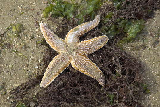 Etoile de mer; Asterias rubens