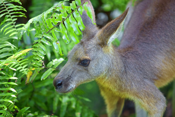 Kangaroo © Kjersti