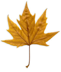 isolated on white beautiful leaf