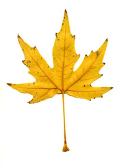 isolated on white beautiful leaf