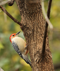 Red-bellied Woodpecker, Melanerpes carolinus