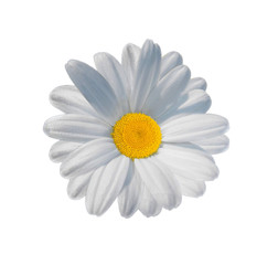 Daisy isolated on white
