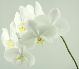 Obraz na płótnie Canvas tige z Orchidee phaleanopsis blanc