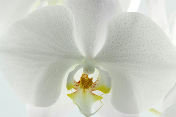 fleur blanche de phaleanopsis, orchidée