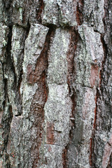 Tree bark texture