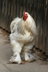 Brahma