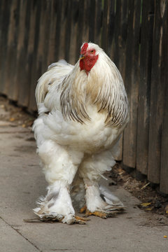 Brahma