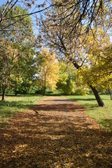 Fototapeta na wymiar Jesienna dróżka w parku