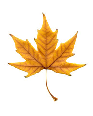 isolated on white beautiful autumn leaf