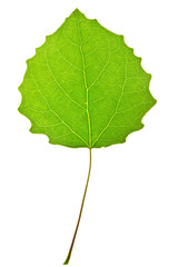 aspen leaf isolated