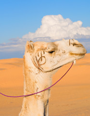 Head of white camel with the stigma in the Sahara desert