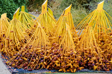 Cut branches with Tunisian dates, lying on the ground