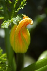 fleur courgette