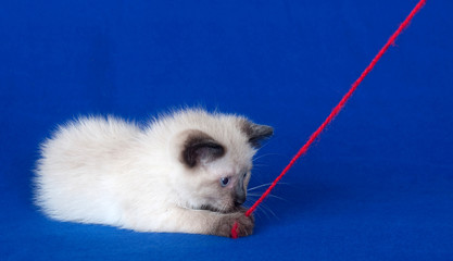 Kitten playing with red string