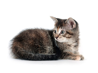 Kitten laying on white background