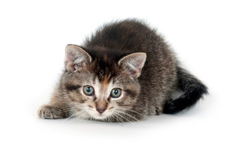 Kitten laying on white background