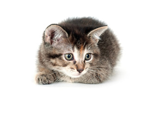 Fototapeta premium Kitten laying on white background