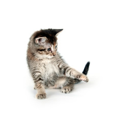 Tabby kitten swinging its paw