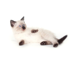 Cute kitten on white background