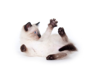 Cute kitten on white background