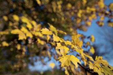 Albero di faggio con foglie gialle autunnali