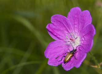 Bodziszek czerwony Geranium sanguineum © Gucio_55