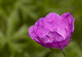Bodziszek czerwony Geranium sanguineum © Gucio_55
