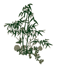 Bamboo vector illustration