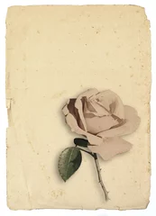 Fotobehang rose on old papersheet © Bertold Werkmann