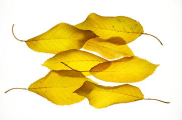 Fototapeta premium Autunno