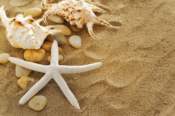 Fototapeta na wymiar shells and stones on sand