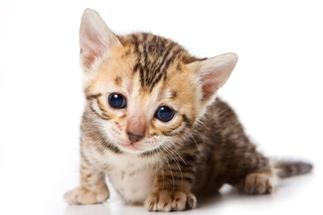 Bengal kitten on white background © Dixi_