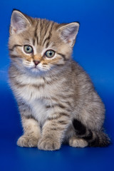 British kittens on blue backgrounds