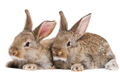 two baby rabbits isolated on white