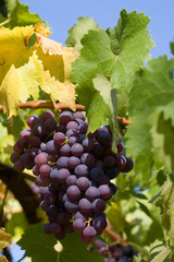 Fototapeta premium Red grapes.