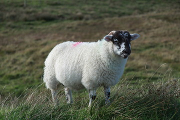 Fototapeta premium Mouton