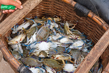 Freshly caught blue crabs in Phu Quoc, Vietnam
