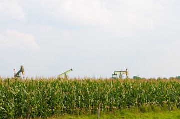 oil beam pumps in a corn field © Hans