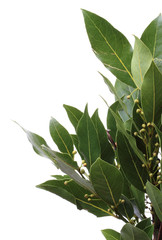 Bay leaf