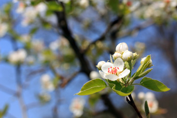 Pear blossom