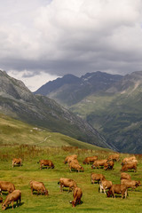 Montagne et vaches