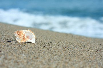 Fototapeta na wymiar conch at a beach