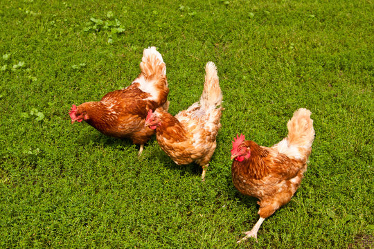 H&uuml;hner, Chicken