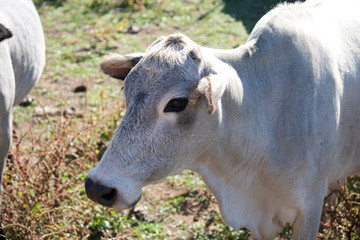 Zebu