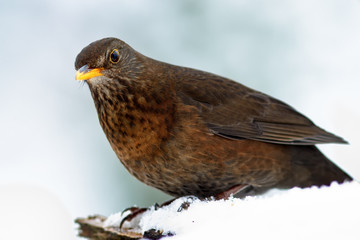 Amsel (Turdus merula), Schwarzdrossel, Weibchen