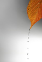 gotas de agua cayendo desde un hoja otoñal
