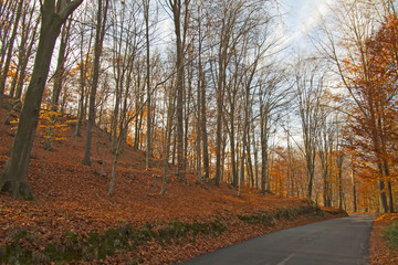 Obraz premium A forest