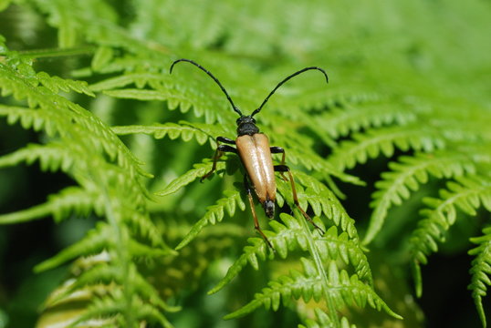 La lepture fauve_Anoplodera fulva