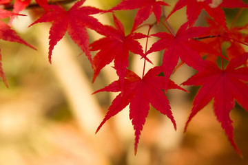 紅葉