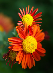 Bouquet de Chrysanthèmes